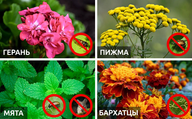 Герань, пижма, мята и бархатцы