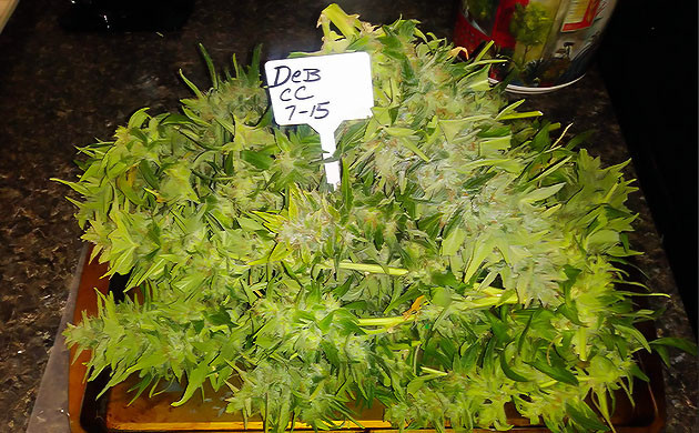 Собранный мокрый урожай