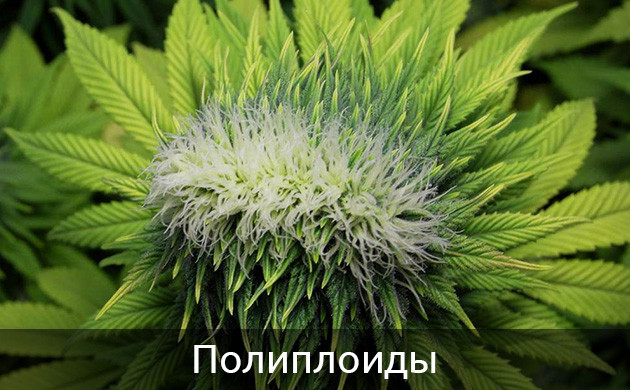 Сдвоенная шишка конопли