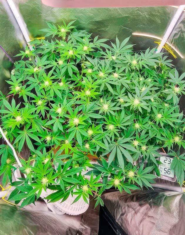 Poddy Mouth от Humboldt Seed Company