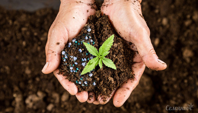 Чем удобрять марихуану
