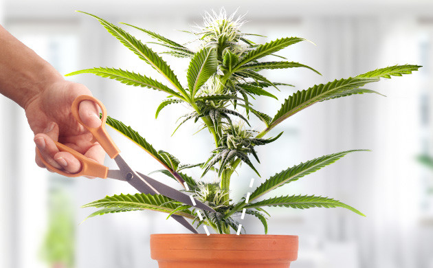 Обрезка в период цветения