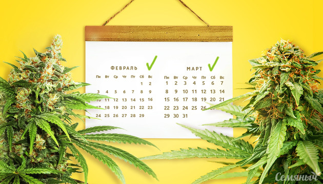 Быстрорастущие Сативы