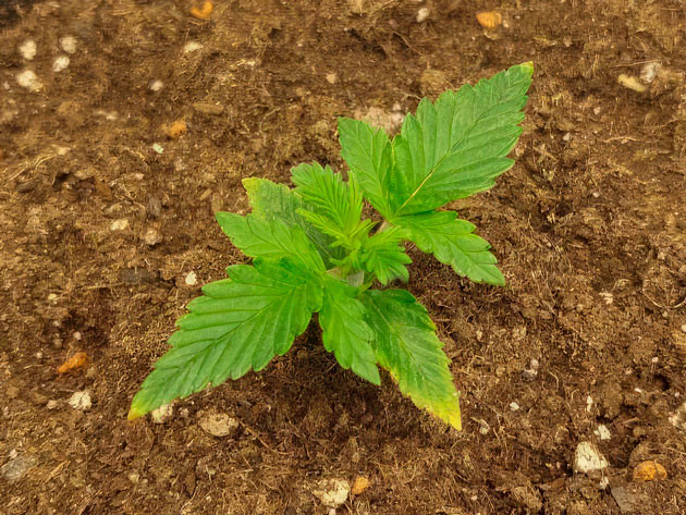 2 неделя роста конопли