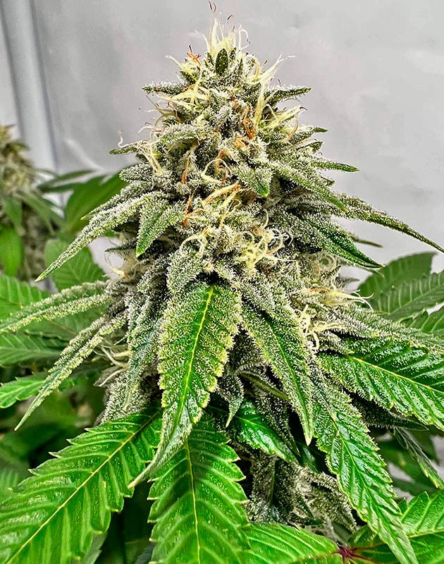 Куст Marshmallow OG на 16-17 неделе выращивания