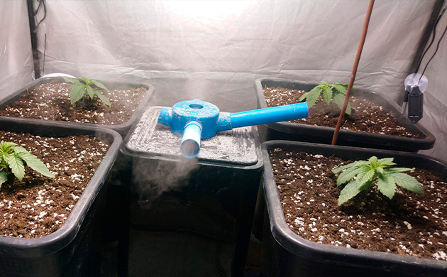 Наращивание первых листьев каннабиса