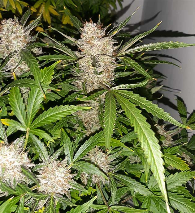 Последние фото перед срезкой