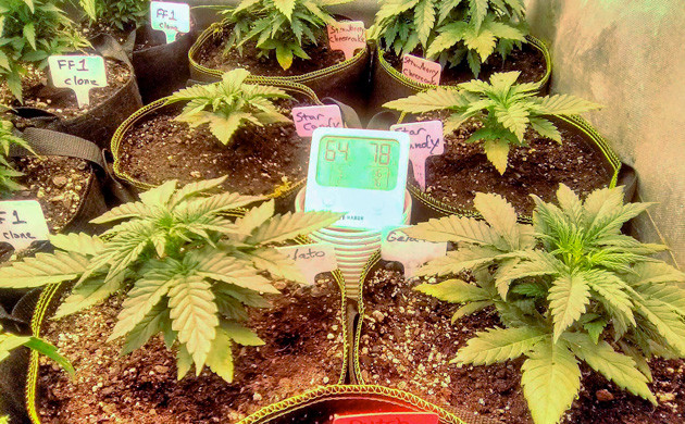 Изменение светового режима на 3 неделе выращивания