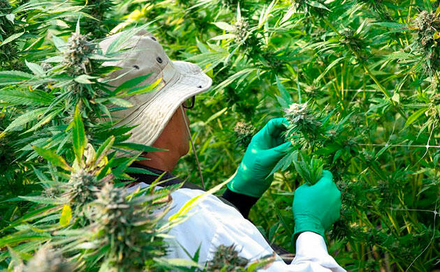 Роль трихом в производстве ТГК