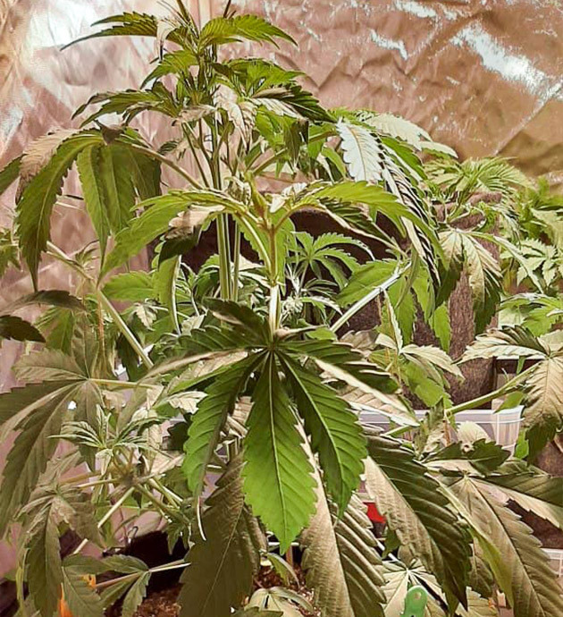 Высокий здоровый куст