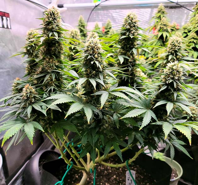 Завершение цветения Power Plant X