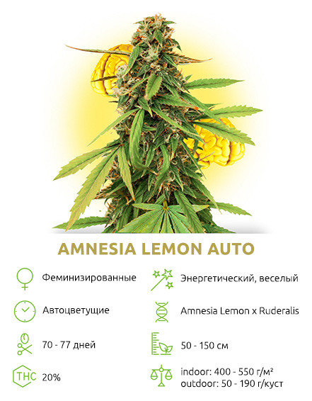 Auto Amnesia Lemon