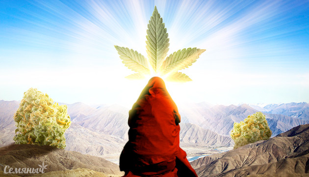 Подробное разделение: Сатива, Индика, Рудералис