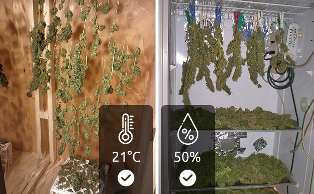 Температура и влажность при сушке конопли