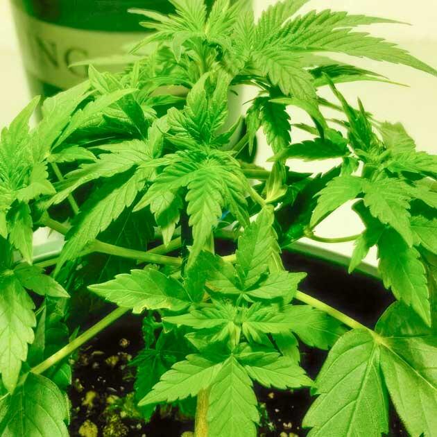 Конопля в вегетации после прищипки и тренировок Конопля на 4 неделе роста