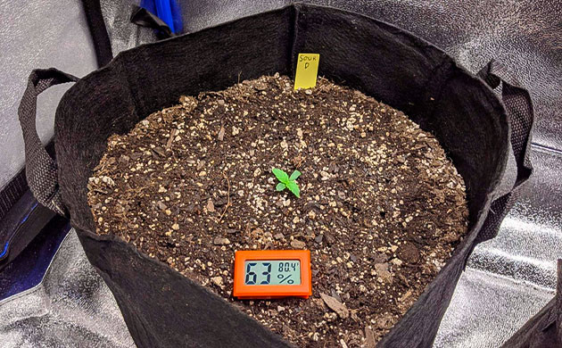 Маленький росток в тканевом горшке