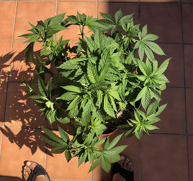 LST тренировка куста Sensi Star