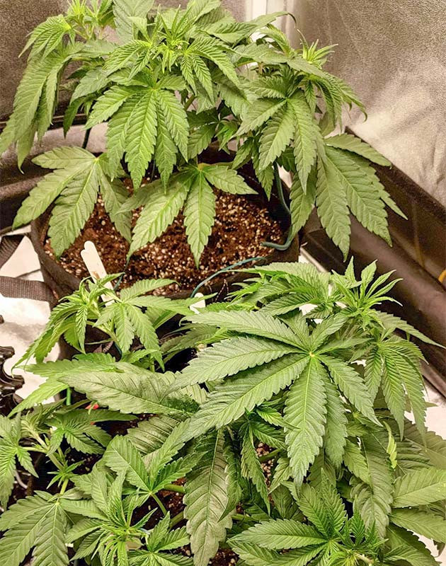 Уход за растениями после пересадки