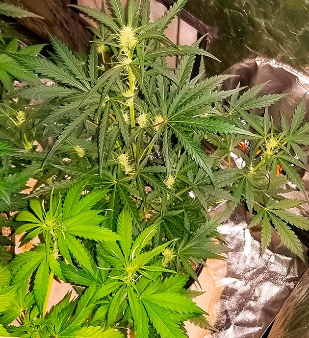 Стимуляция цветения куста Original Auto Sour Diesel