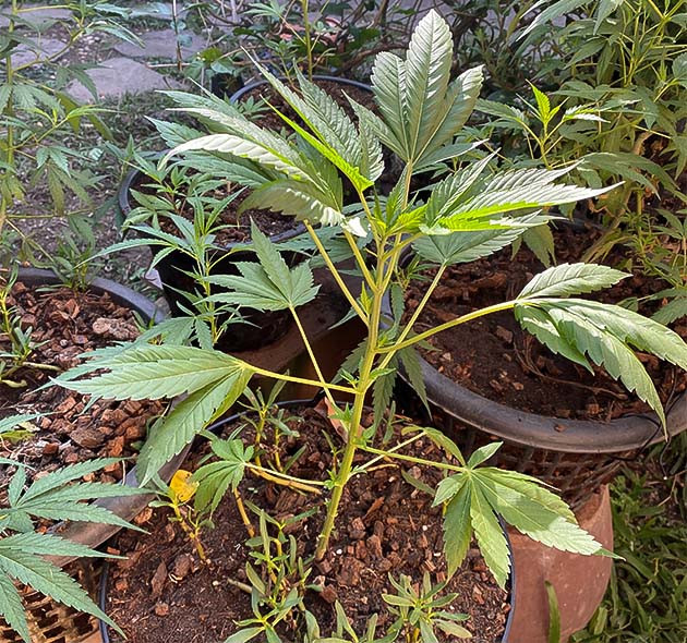 Стимуляция роста куста Golosa