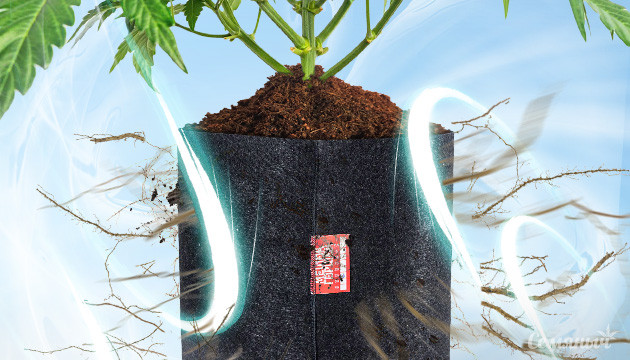 Воздушная обрезка корней каннабиса