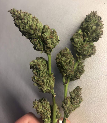 Две ветки Pineapple Express auto