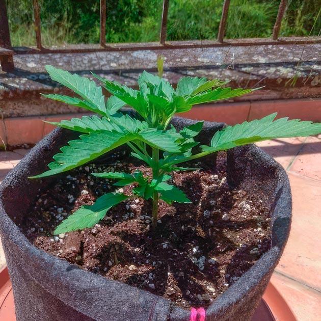 Рост каннабиса при стабильной погоде и питании