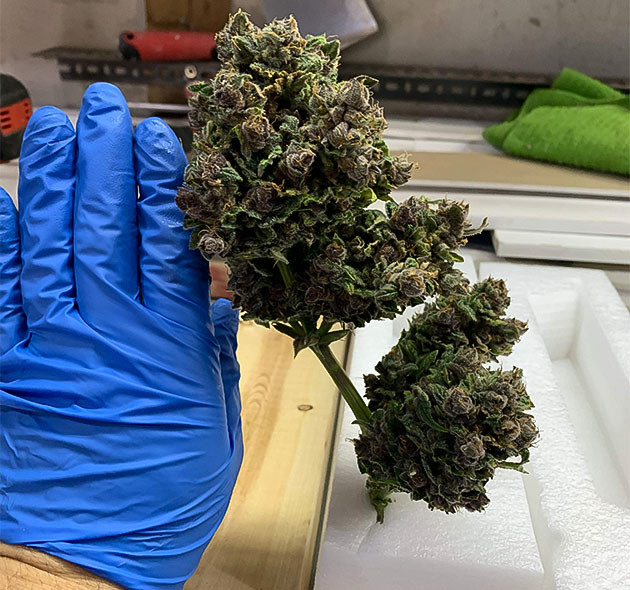 Сбор урожая Purple Lemonade Auto