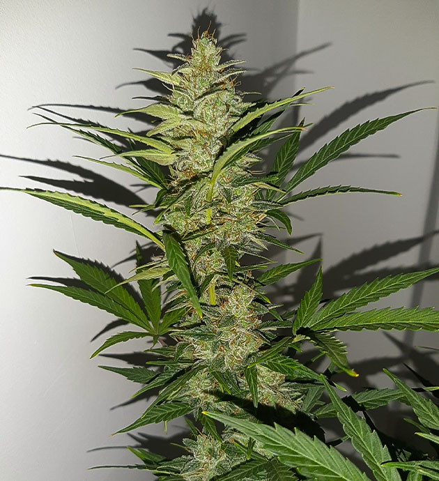 Полив Bruce Banner Auto на цветении