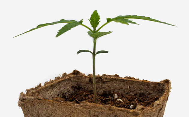 Вторая неделя выращивания Delicious Candy Early Version fem