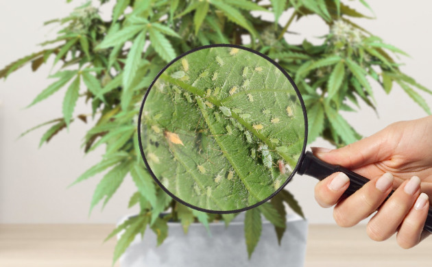 Вредители на листьях