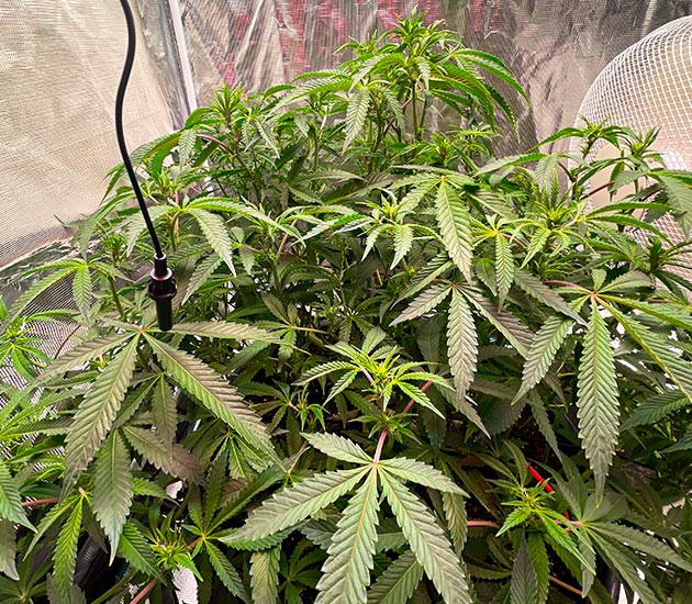 Куст ростом 50 см