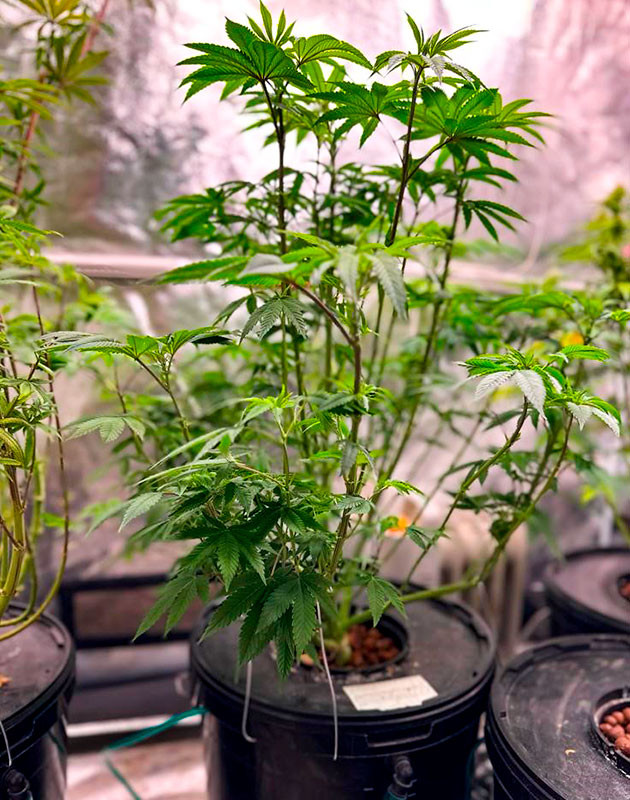 Стимуляция цветения куста Roze Runtz