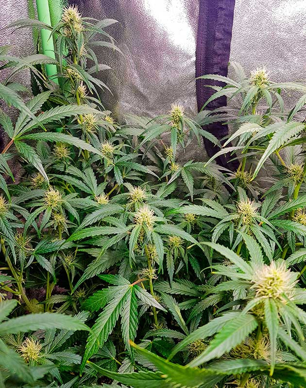 Перевод на цветение куста Skywalker Haze