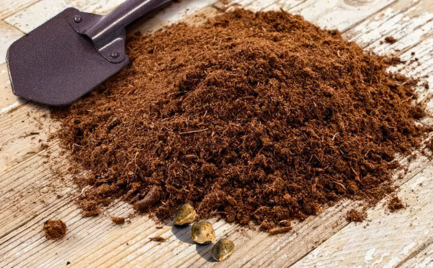 Как вырастить кусты марихуаны на торфе