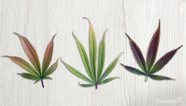 Виды марихуаны и их действие