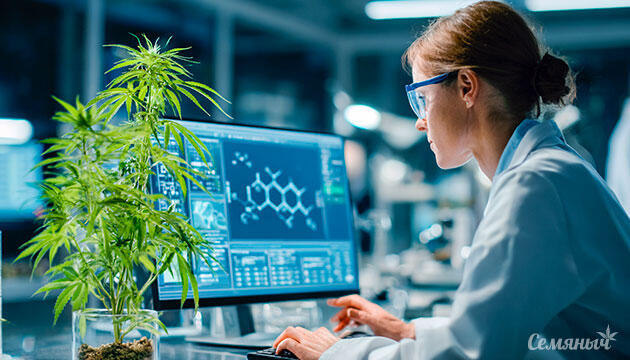 Основные биохимические компоненты конопли