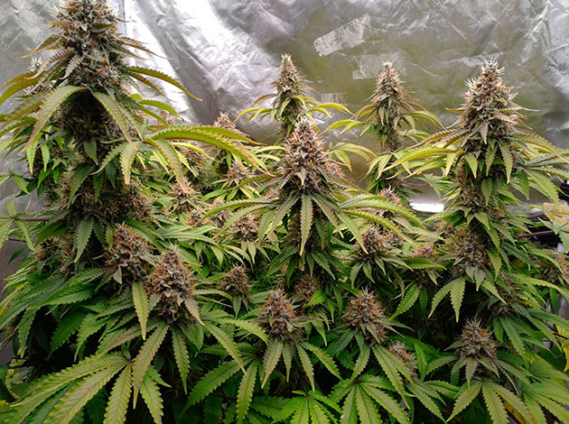 рост марихуаны Blue Gelato 41 на 16-й неделе