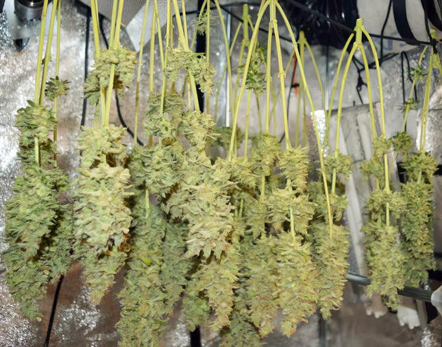 Strawberry Gorilla Auto на этапе сбора урожая