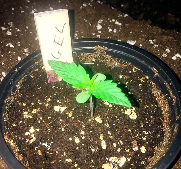 Росток сорта Gelato Auto от Herbies Seeds