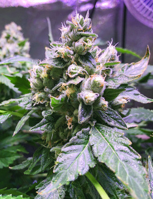 Удобрения для конопли