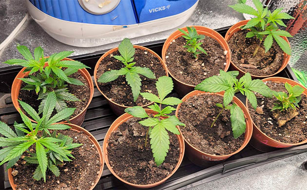 8 кустов каннабиса