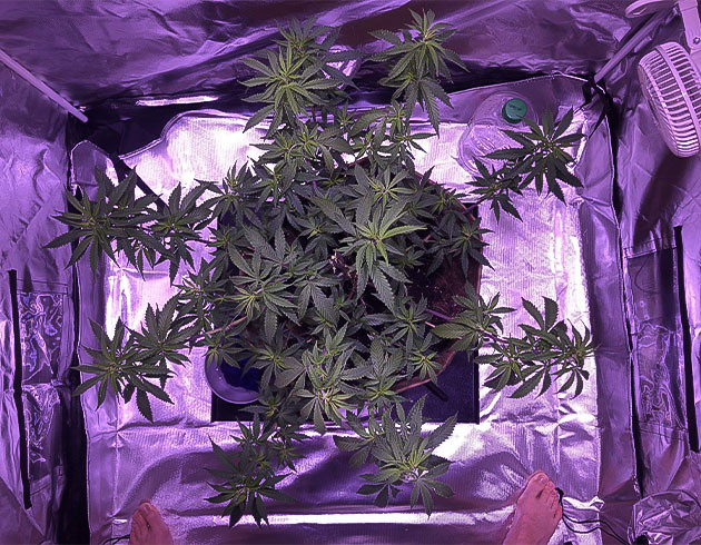 Ежедневный полив и удобрения