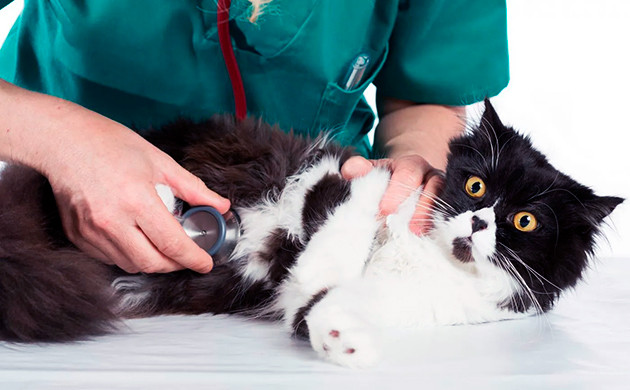 Осмотр питомца ветеринаром