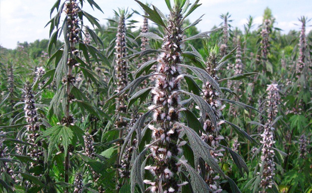 Пустырник пятилопастный