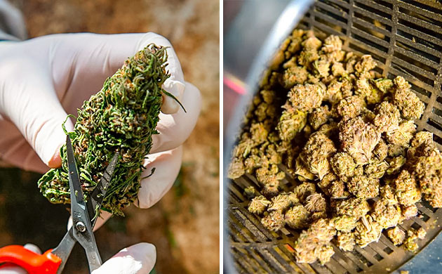 Триммеры для обрезки соцветий конопли