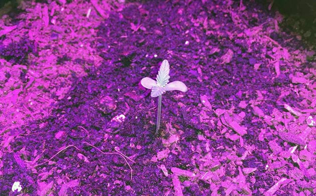 Росток LSD Auto