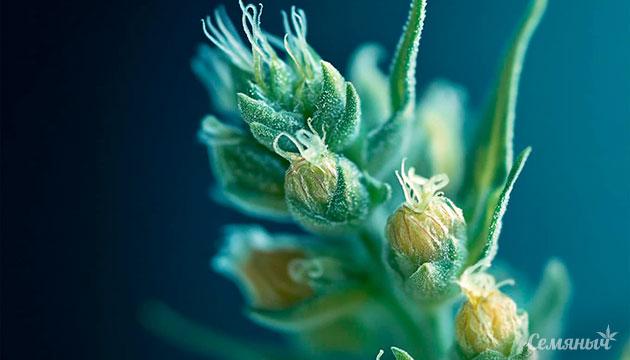 Различия между сативой, индика и рудералисом