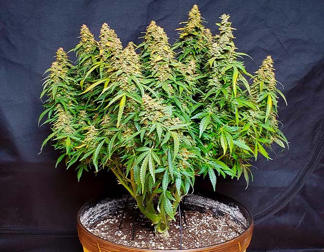 Куст конопли перед харвестом