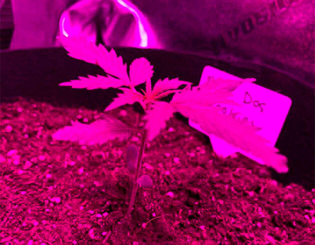 Росток каннабиса с активным развитием листьев